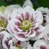 Hellebore Confetti Cake Plant - 5.25" Potted Lenten Rose Perennial