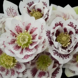 Hellebore Confetti Cake Plant - 5.25