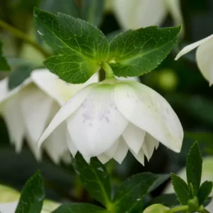Hellebore Confetti Cake Plant - 5.25