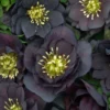 Hellebore 'Dark and Handsome' Lenten Rose Plant 5.25" Pot Perennial Winter Rose