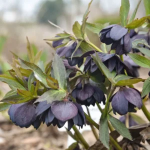 Hellebore 'Dark and Handsome' Lenten Rose Plant 5.25