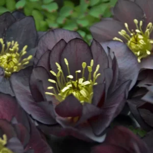 Hellebore 'Dark and Handsome' Lenten Rose Plant 5.25