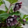 Hellebore 'Dashing Groomsmen' Lenten Rose Plant 5.25" Pot Perennial Dark Purple