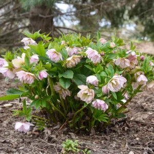 Hellebore 'Flower Girl' Plant - 5.25" Potted Lenten Rose Perennial Winter Blooms