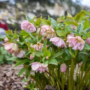 Hellebore 'Flower Girl' Plant - 5.25