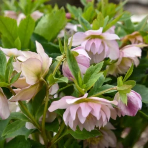 Hellebore 'Flower Girl' Plant - 5.25