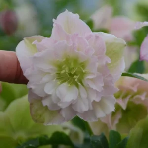 Hellebore 'Flower Girl' Plant - 5.25