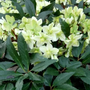 Hellebore 'Honeyhill Joy' Lenten Rose - 5.25