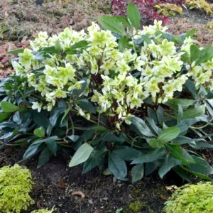 Hellebore 'Honeyhill Joy' Lenten Rose - 5.25
