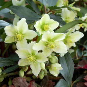 Hellebore 'Honeyhill Joy' Lenten Rose - 5.25