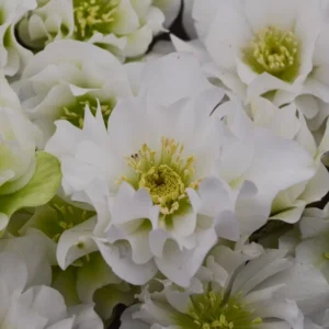 Hellebore 'Wedding Bells' Plant - 5.25