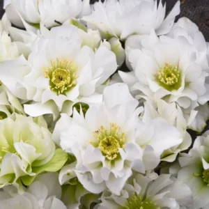 Hellebore 'Wedding Bells' Plant - 5.25