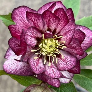Hellebore Whirlwind Romance Lenten Rose Plant 5.25
