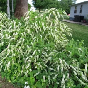Henry's Garnet Itea Virginica Sweetspire Plant - 4 Inch Pot - 6-12 Inch Tall Shrub