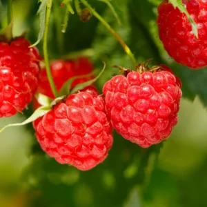 Heritage Everbearing Raspberry Plant Rooted Red Raspberry Fruit Tree Bare Root