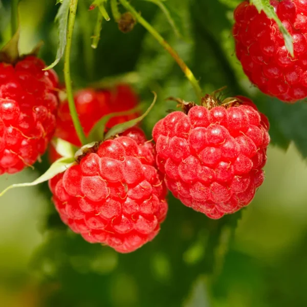 Heritage Everbearing Raspberry Plant Rooted Red Raspberry Fruit Tree Bare Root