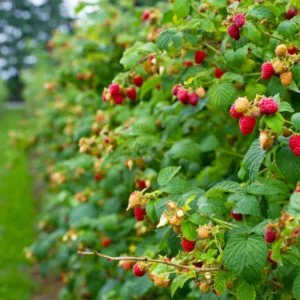 Heritage Everbearing Raspberry Plant Rooted Red Raspberry Fruit Tree Bare Root
