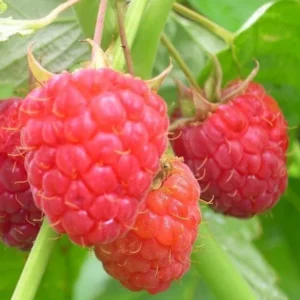 Heritage Everbearing Raspberry Plant Rooted Red Raspberry Fruit Tree Bare Root