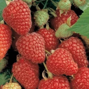 Heritage Everbearing Raspberry Plant Rooted Red Raspberry Fruit Tree Bare Root