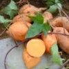 Hernandez Sweet Potato Slips - 10 Orange Sweet Potato Vine Plants