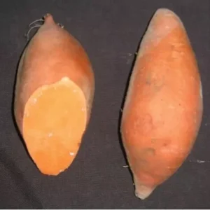 Hernandez Sweet Potato Slips - 10 Orange Sweet Potato Vine Plants