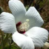 Hibiscus Lasiocarpos Rose Mallow Plant - Gallon Pot - White Crimson Eye