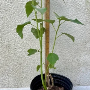 Hibiscus Lasiocarpos Rose Mallow Plant - Gallon Pot - White Crimson Eye