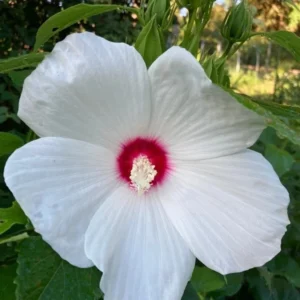 Hibiscus Lasiocarpos Rose Mallow Plant - Gallon Pot - White Crimson Eye