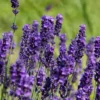Hidcote Lavender Plant Live Starter Perennial Herb - Healthy and Ready to Transplant