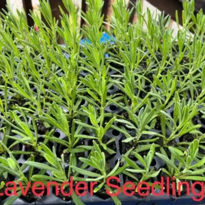 Hidcote Lavender Plant Live Starter Perennial Herb - Healthy and Ready to Transplant