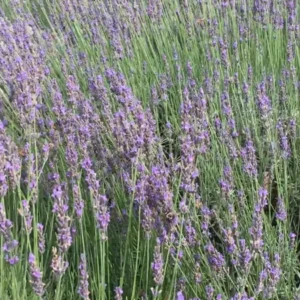 Hidcote Lavender Plant Live Starter Perennial Herb - Healthy and Ready to Transplant