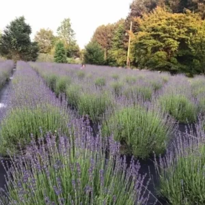 Hidcote Lavender Plant Live Starter Perennial Herb - Healthy and Ready to Transplant