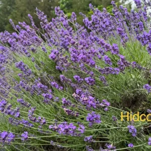 Hidcote Lavender Plant Live Starter Perennial Herb - Healthy and Ready to Transplant