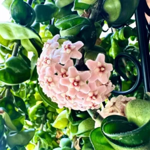 Hindu Rope Plant - Hoya Plant - 4 inch Pot - Exotic Easy Care