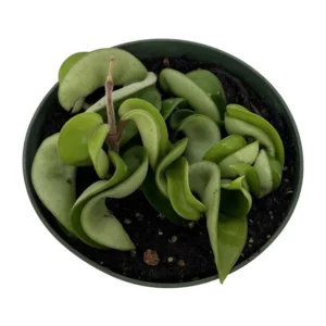 Hindu Rope Plant - Hoya Plant - 4 inch Pot - Exotic Easy Care