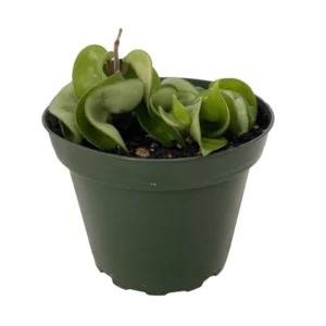 Hindu Rope Plant - Hoya Plant - 4 inch Pot - Exotic Easy Care