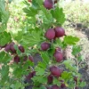 Hinnonmaki Red Gooseberry Plant - Live Shrub, 8-12 Inch, Self-Pollinating
