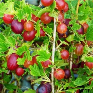 Hinnonmaki Red Gooseberry Plant - Live Shrub, 8-12 Inch, Self-Pollinating