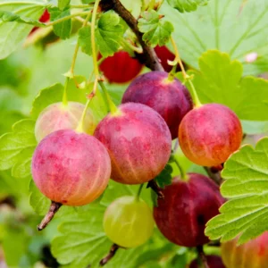 Hinnonmaki Red Gooseberry Plant - Live Shrub, 8-12 Inch, Self-Pollinating