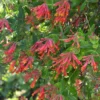 Honeysuckle Plant Lonicera Sempervirens Major Wheeler Gallon Pot Orange Red
