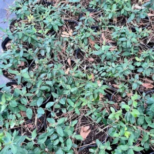 Honeysuckle Plant Lonicera Sempervirens Major Wheeler Gallon Pot Orange Red