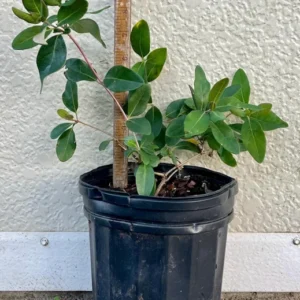 Honeysuckle Plant Lonicera Sempervirens Major Wheeler Gallon Pot Orange Red