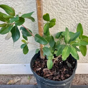 Honeysuckle Plant Lonicera Sempervirens Major Wheeler Gallon Pot Orange Red