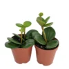 Hope Peperomia Houseplant 2" Pot 2-Pack Easy Care Indoor Plant