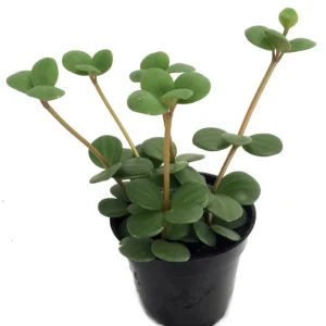 Hope Peperomia Houseplant 2