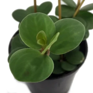 Hope Peperomia Houseplant 2