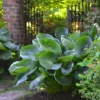 Hosta Abiqua Drinking Gourd Plant - 5.25" Potted Live Hosta - Shade Perennial