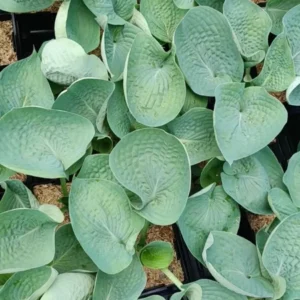 Hosta Abiqua Drinking Gourd Plant - 5.25
