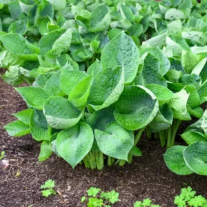 Hosta Abiqua Drinking Gourd Plant - 5.25