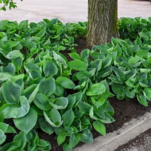 Hosta Abiqua Drinking Gourd Plant - 5.25